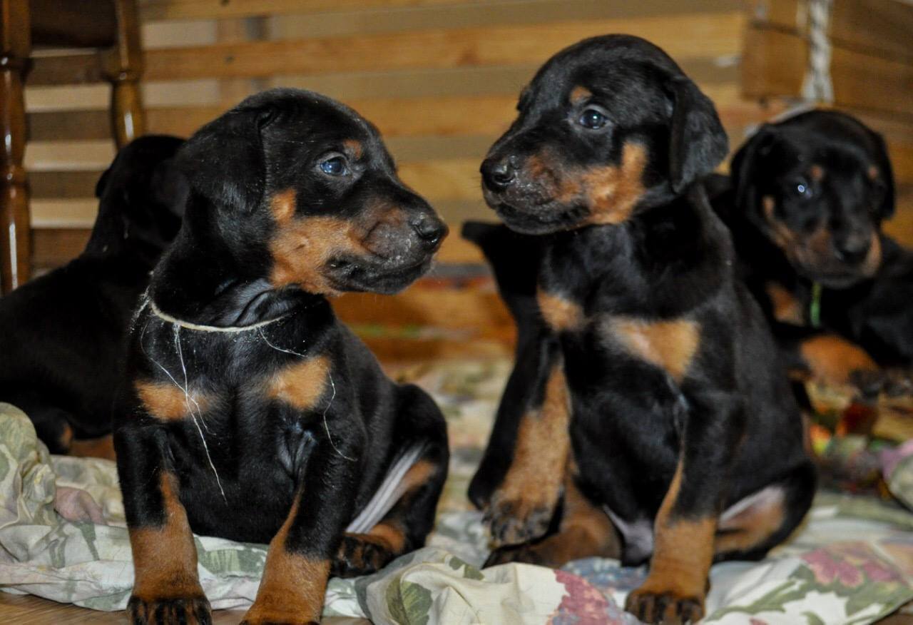 Puppies Valiant Guard