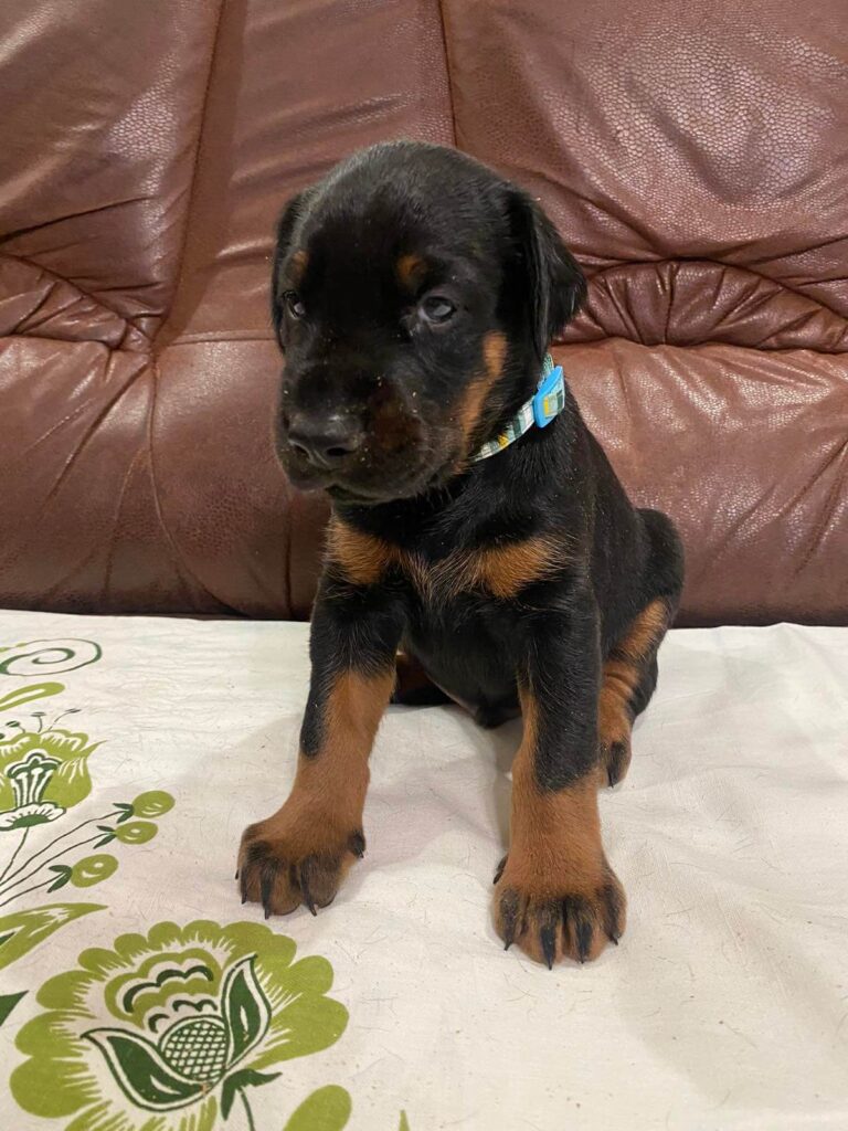 Doberman Puppies Valiant Guard