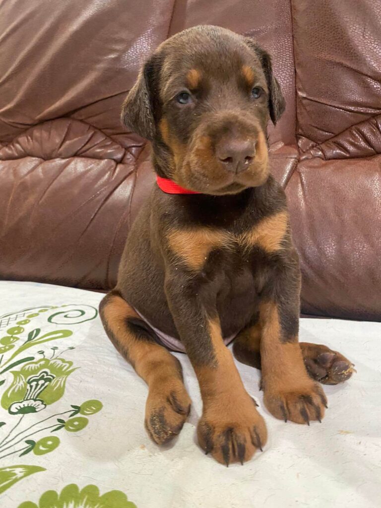 Doberman Puppies Valiant Guard