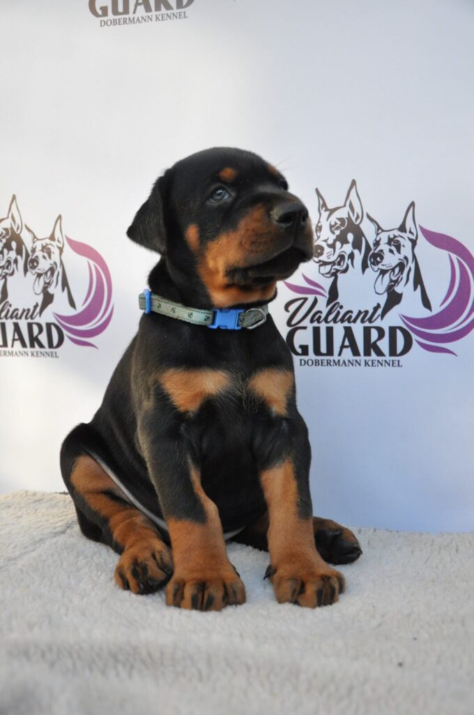 Doberman Puppies Valiant Guard