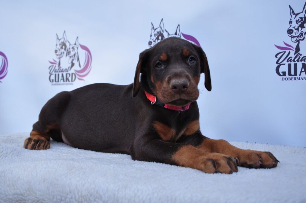 Doberman Puppies Valiant Guard br g