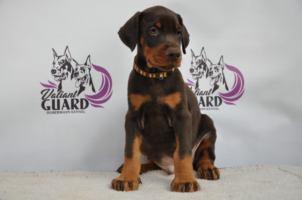 Doberman Puppies Valiant Guard br