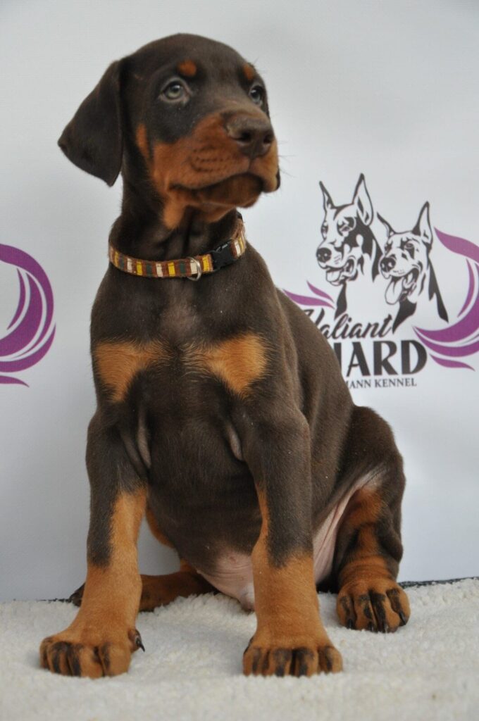 Doberman Puppies Valiant Guard