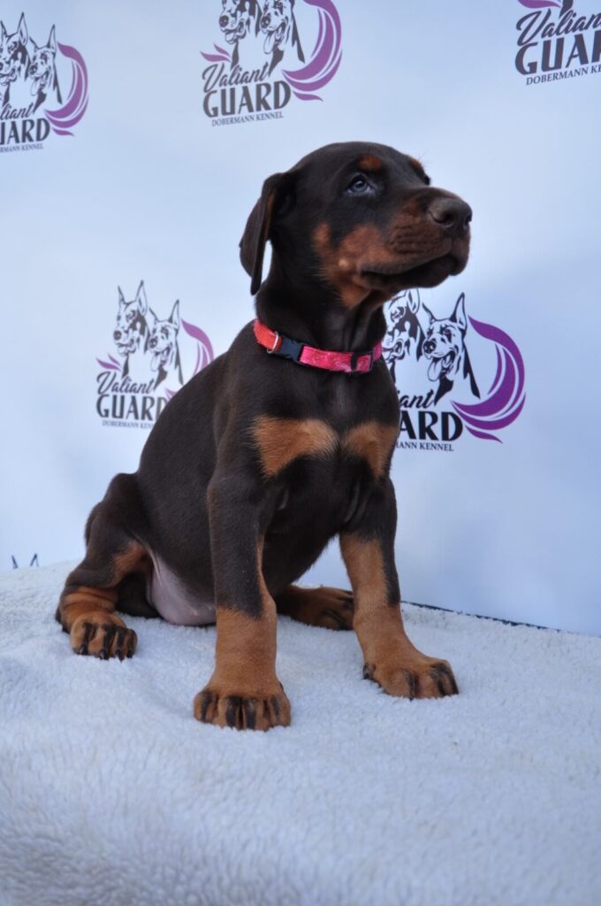 Doberman Puppies Valiant Guard br g