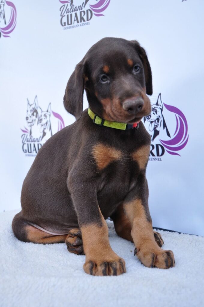 Doberman Puppies Valiant Guard br r