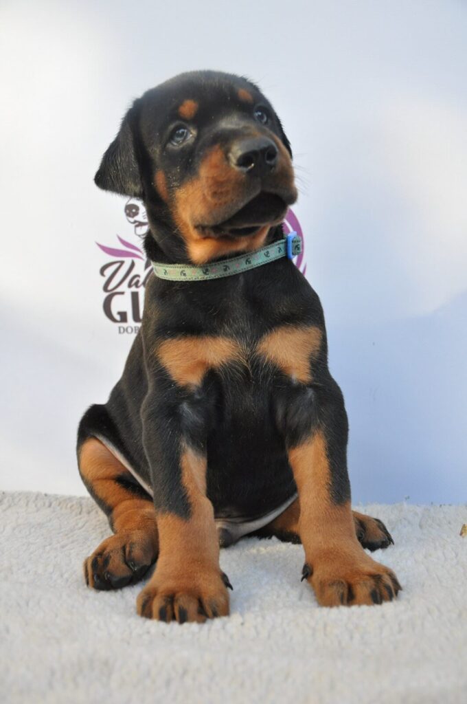 Doberman Puppies Valiant Guard