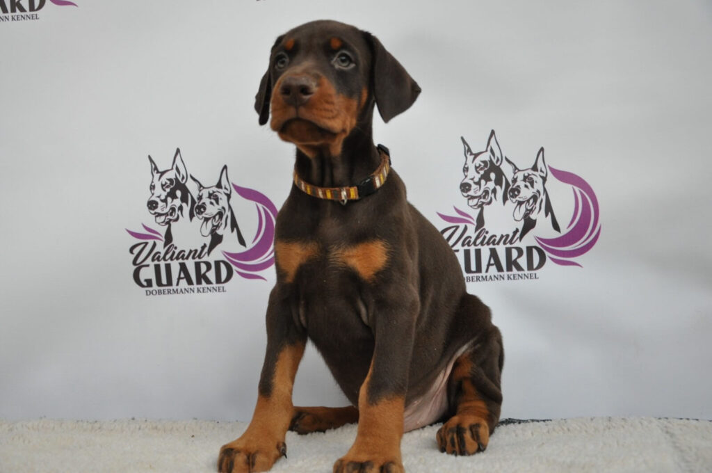 Doberman Puppies Valiant Guard