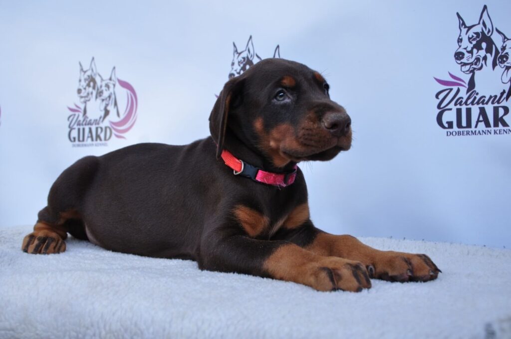 Doberman Puppies Valiant Guard br g