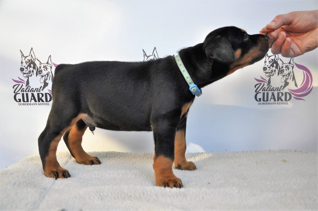 Doberman Puppies Valiant Guard