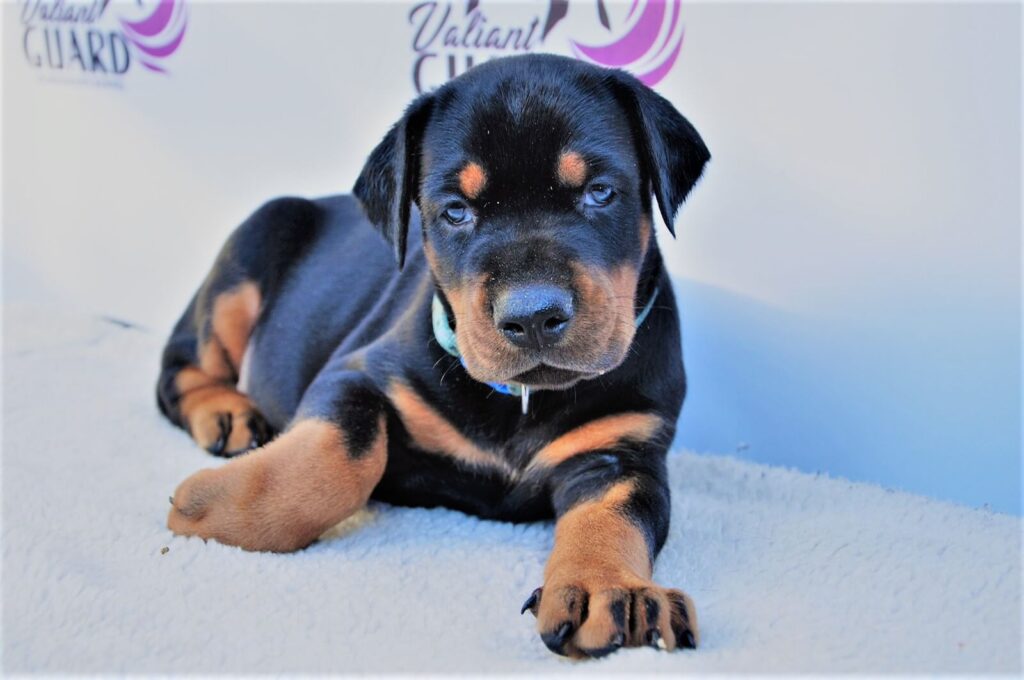 Doberman Puppies Valiant Guard