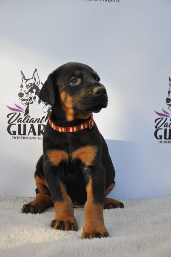 Doberman Puppies Valiant Guard