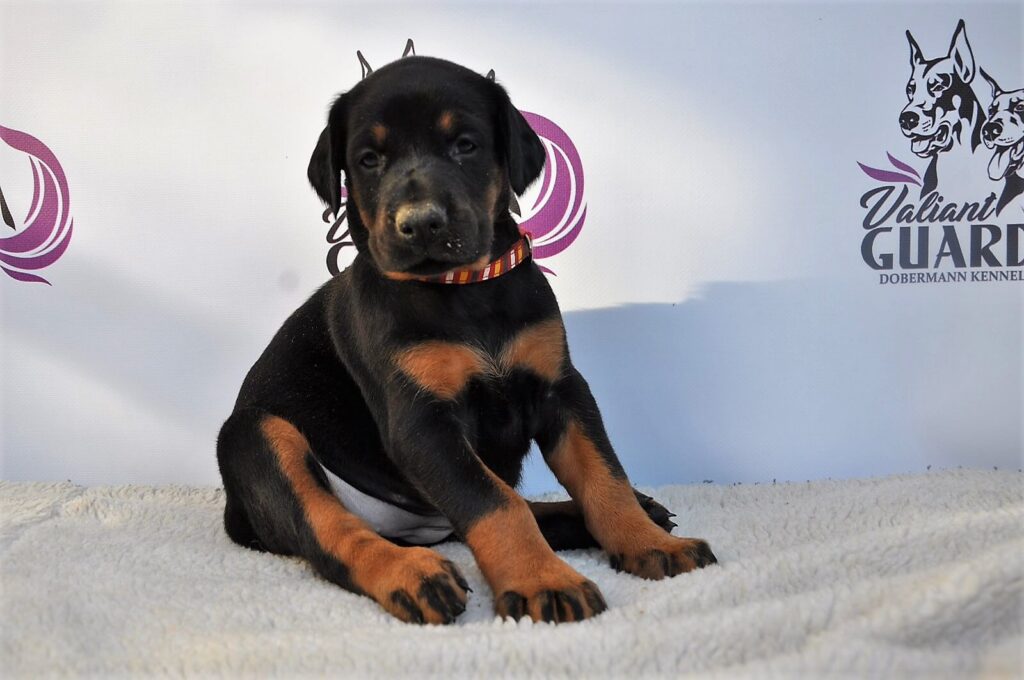 Doberman Puppies Valiant Guard