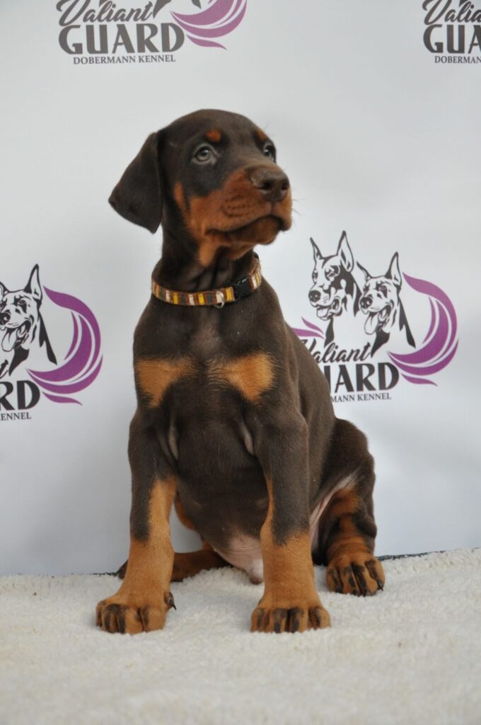 Doberman Puppies Valiant Guard