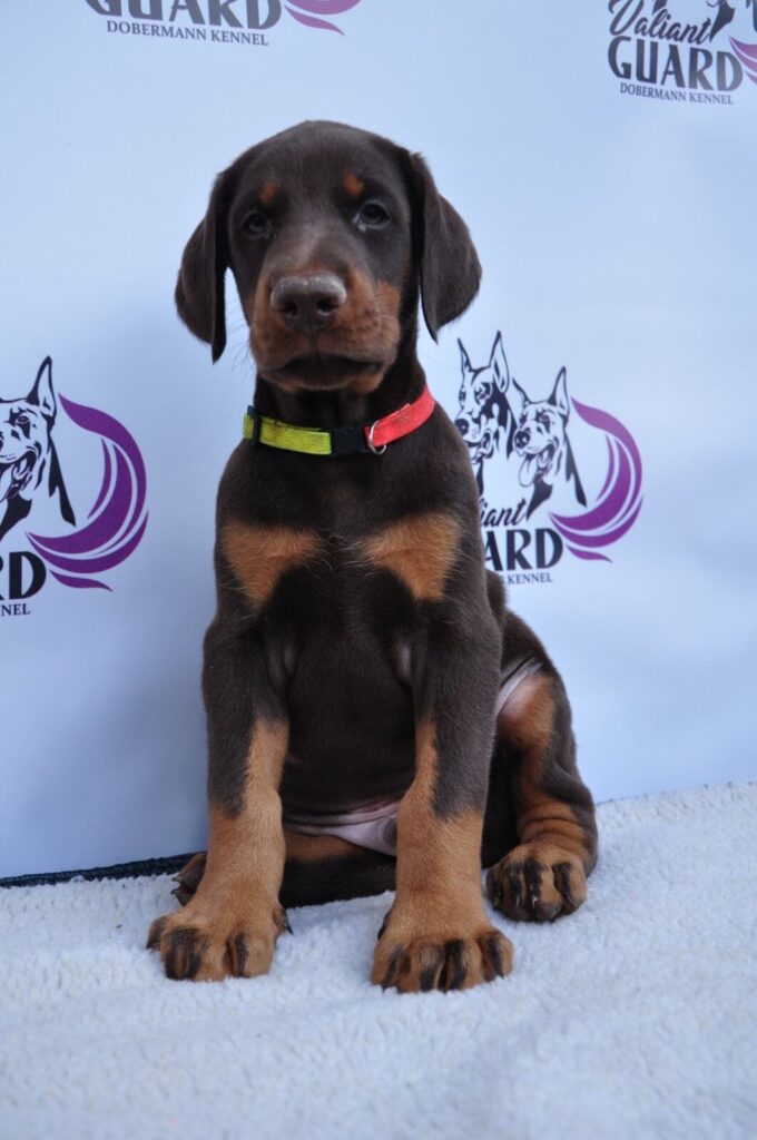 Doberman Puppies Valiant Guard br r