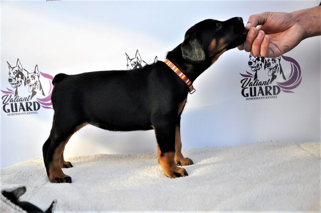 Doberman Puppies Valiant Guard