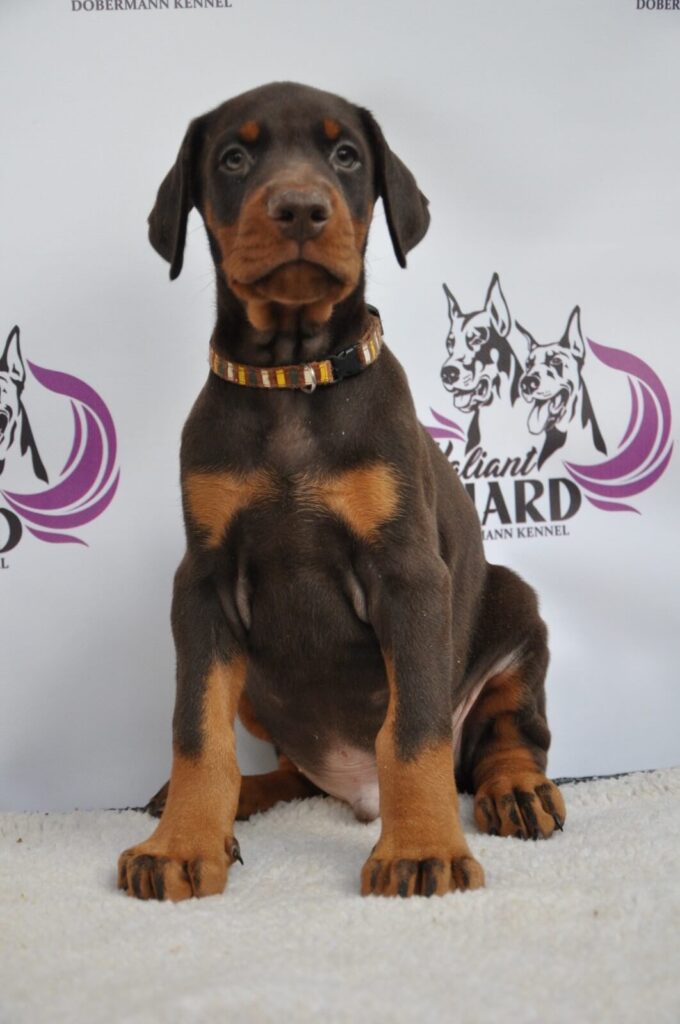 Doberman Puppies Valiant Guard br