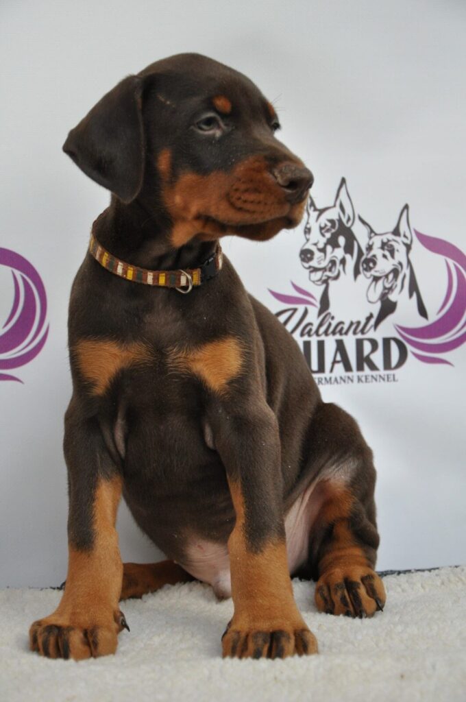 Doberman Puppies Valiant Guard br