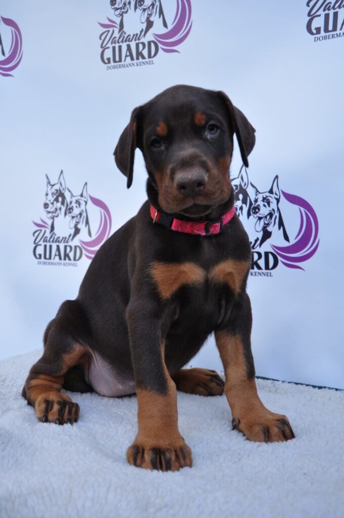 Doberman Puppies Valiant Guard br g