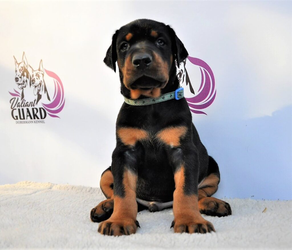 Doberman Puppies Valiant Guard