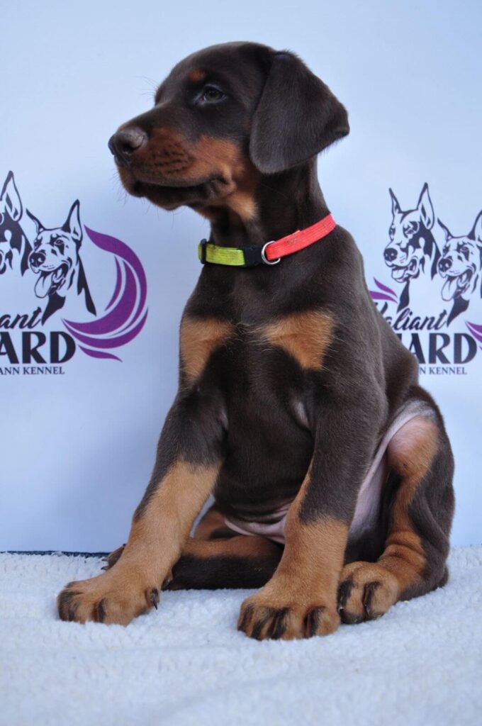 Doberman Puppies Valiant Guard br r