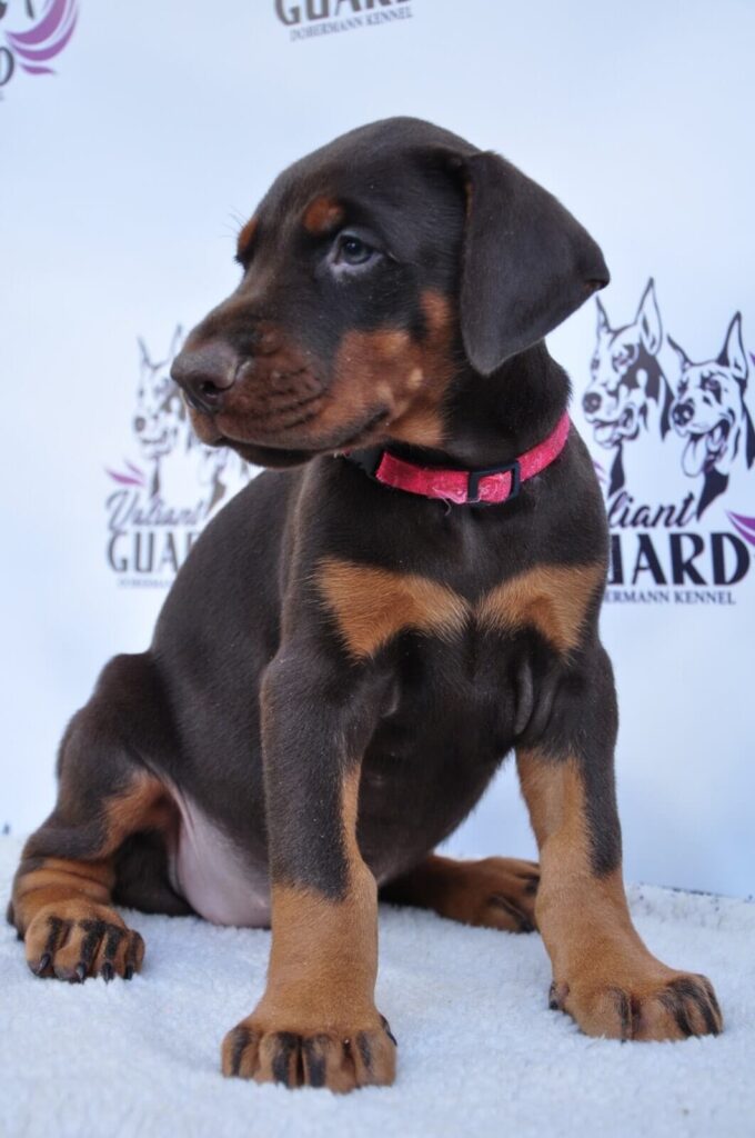 Doberman Puppies Valiant Guard br g