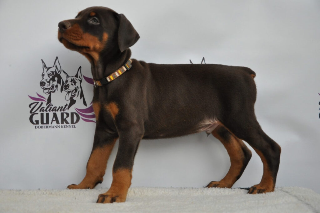 Doberman Puppies Valiant Guard br