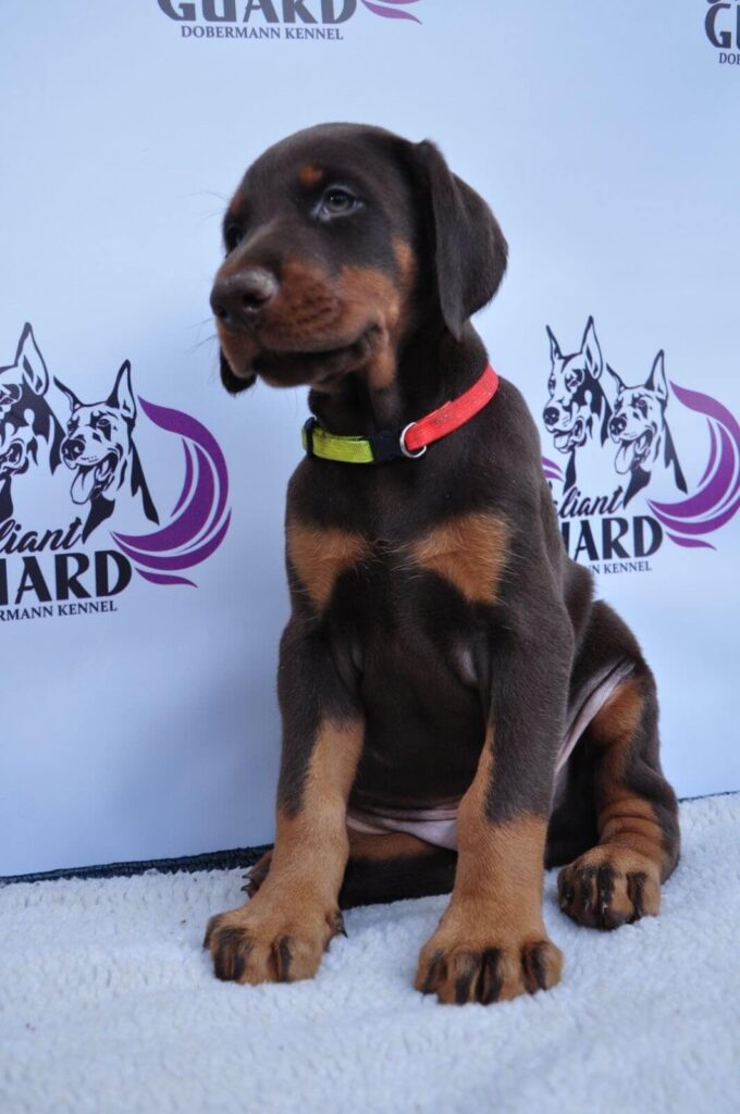 Doberman Puppies Valiant Guard br r