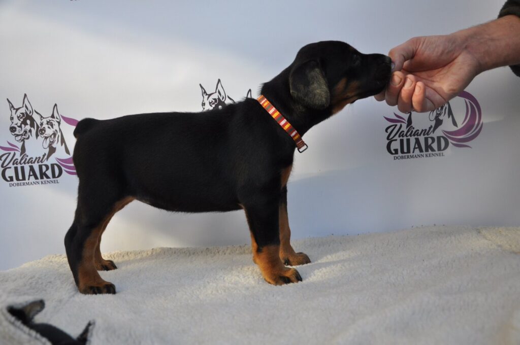 Doberman Puppies Valiant Guard