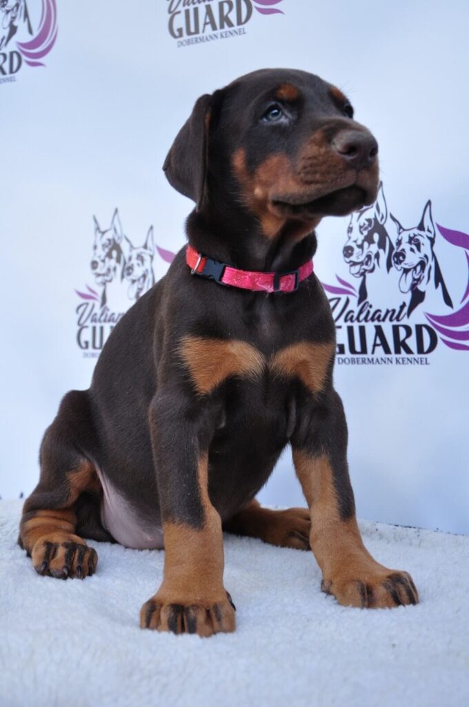 Doberman Puppies Valiant Guard br g