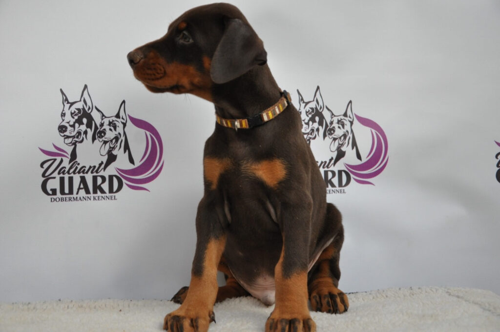 Doberman Puppies Valiant Guard br