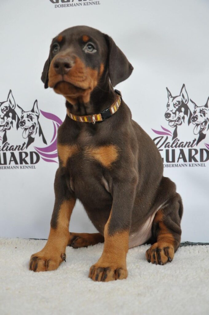 Doberman Puppies Valiant Guard br