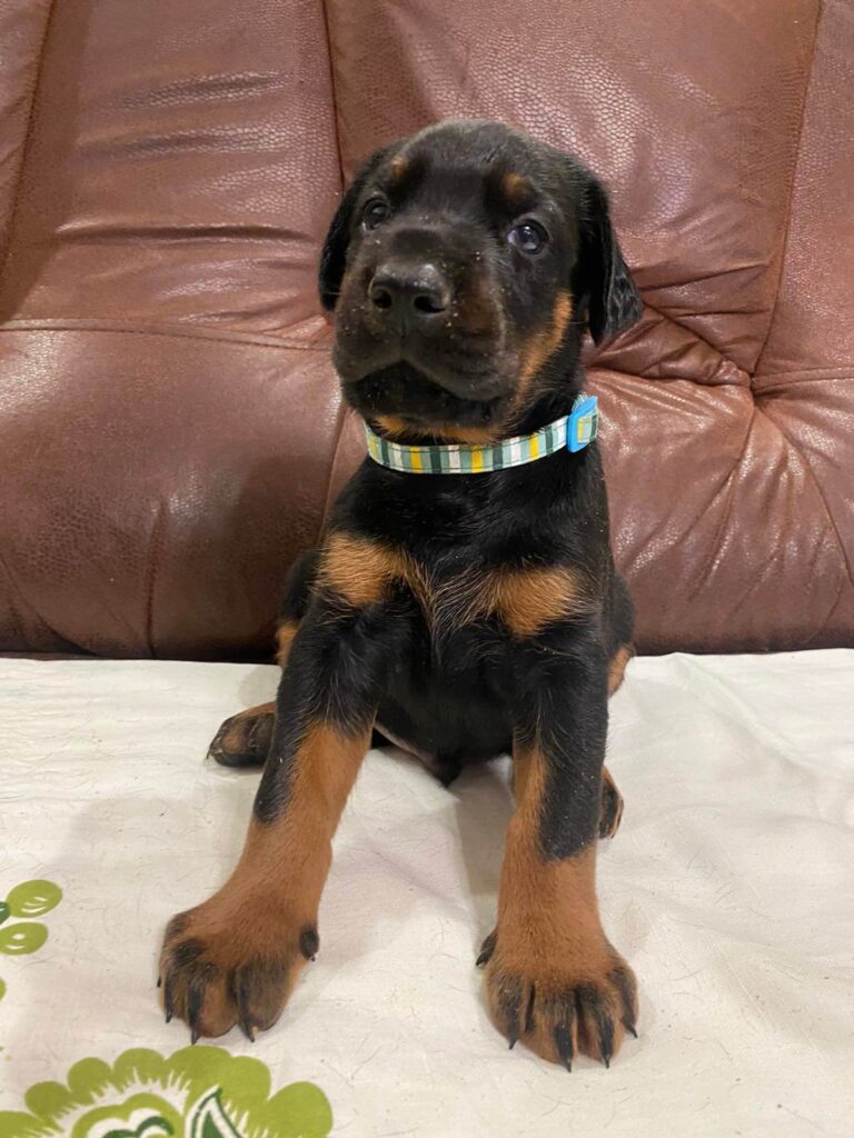 Doberman Puppies Valiant Guard