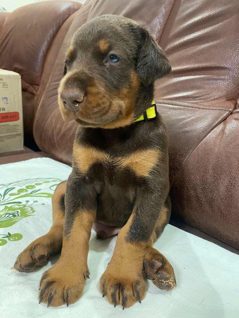 Doberman Puppies Valiant Guard