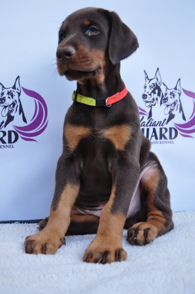 Doberman Puppies Valiant Guard br r