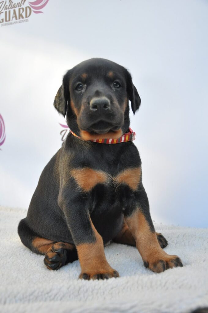 Doberman Puppies Valiant Guard