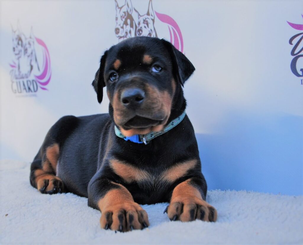 Doberman Puppies Valiant Guard