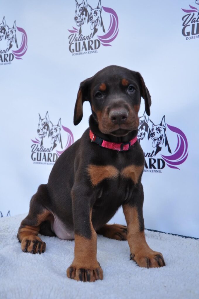 Doberman Puppies Valiant Guard br g