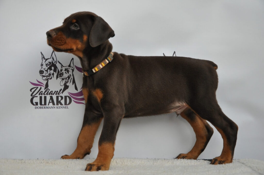 Doberman Puppies Valiant Guard br