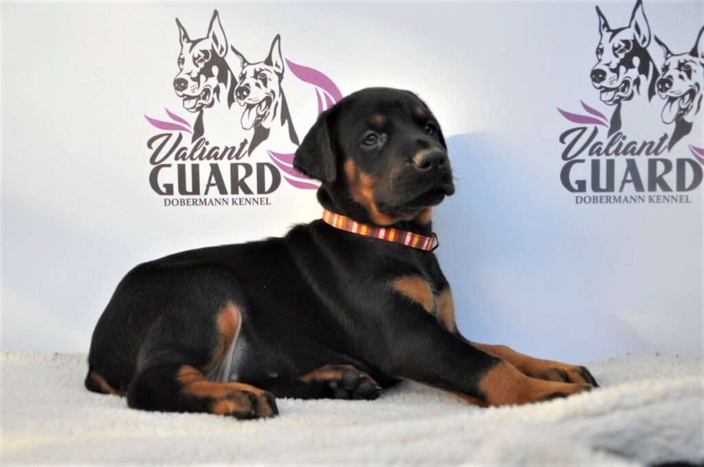 Doberman Puppies Valiant Guard