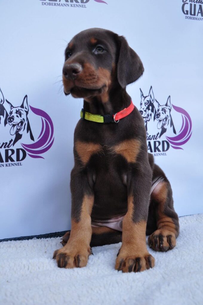 Doberman Puppies Valiant Guard br r