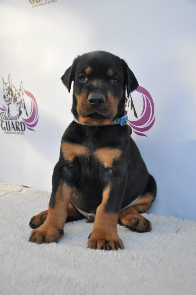 Doberman Puppies Valiant Guard