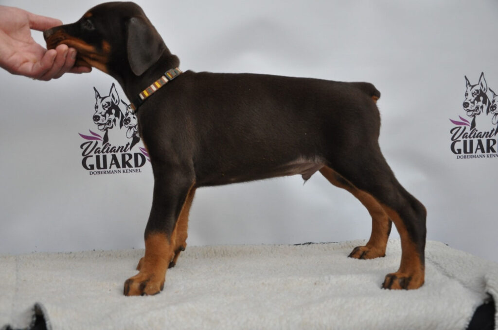 Doberman Puppies Valiant Guard br