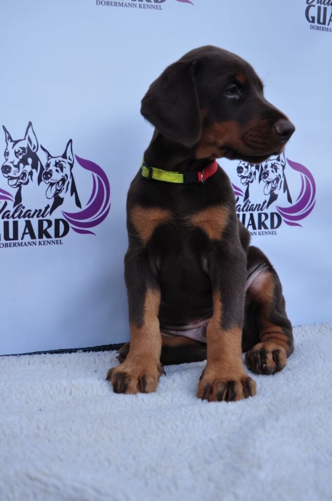 Doberman Puppies Valiant Guard br r