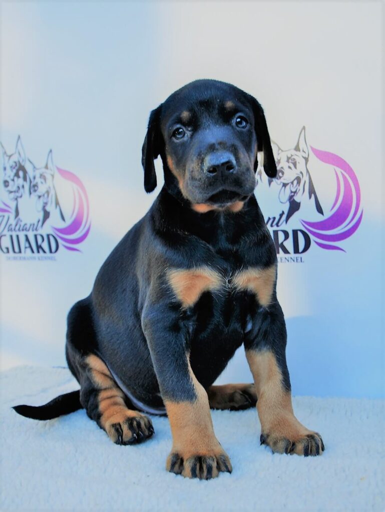 Doberman Puppies Valiant Guard