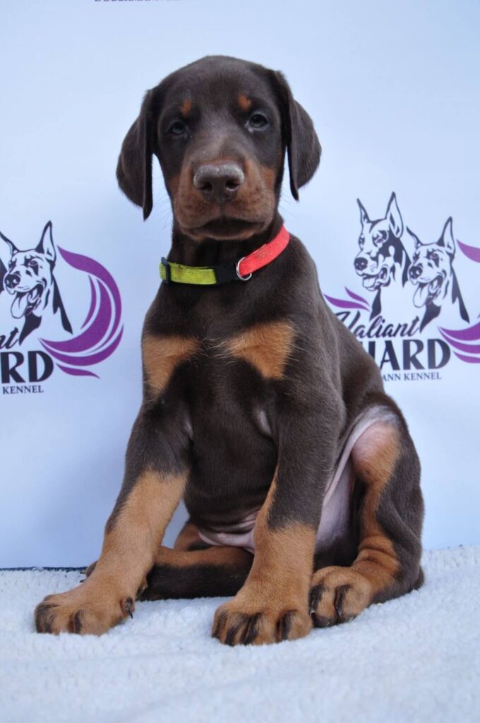 Doberman Puppies Valiant Guard br r