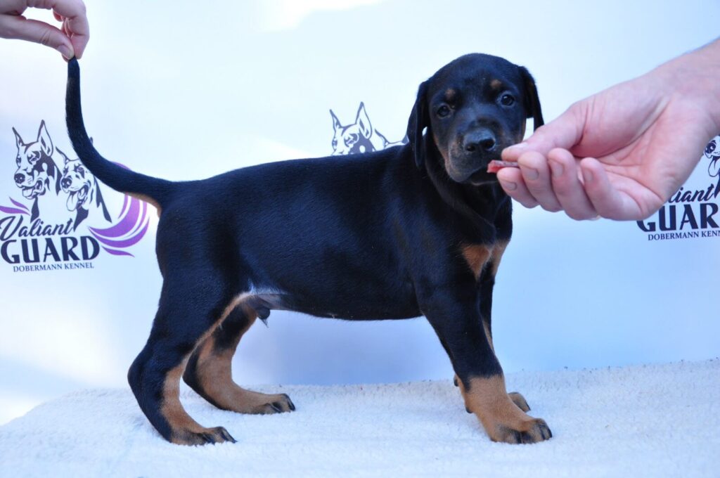 Doberman Puppies Valiant Guard