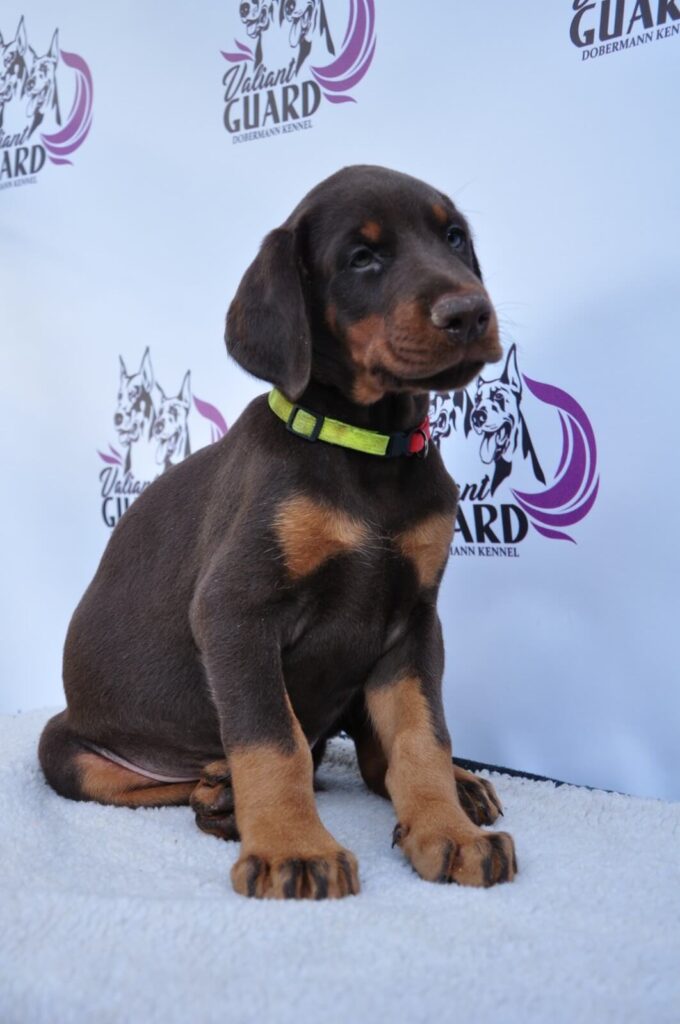 Doberman Puppies Valiant Guard br r