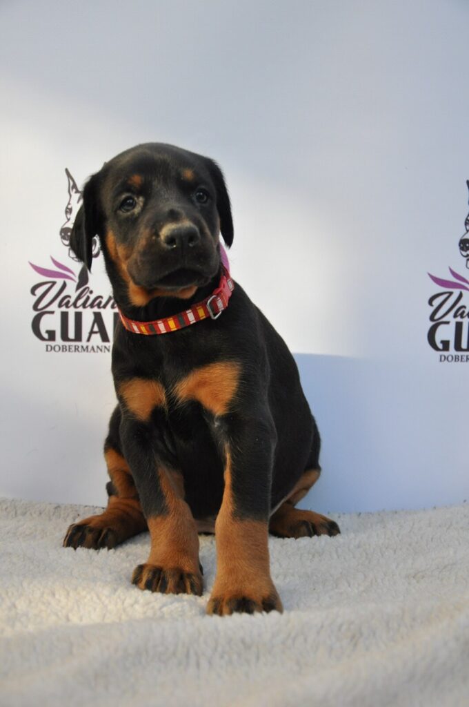 Doberman Puppies Valiant Guard