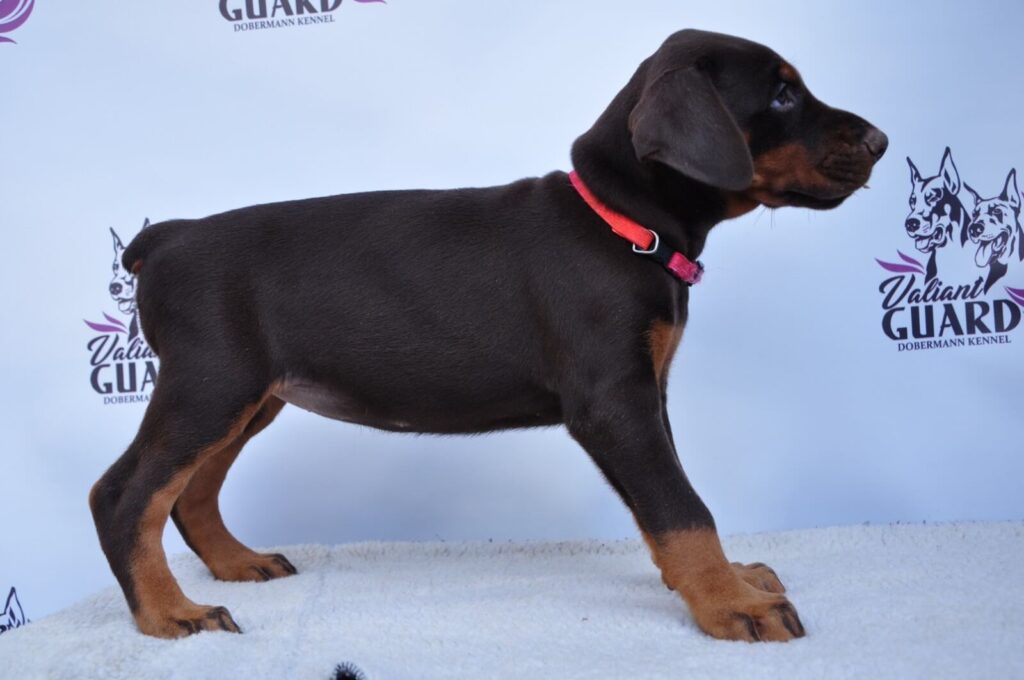 Doberman Puppies Valiant Guard br g