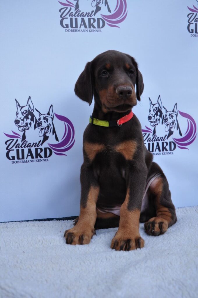 Doberman Puppies Valiant Guard br r